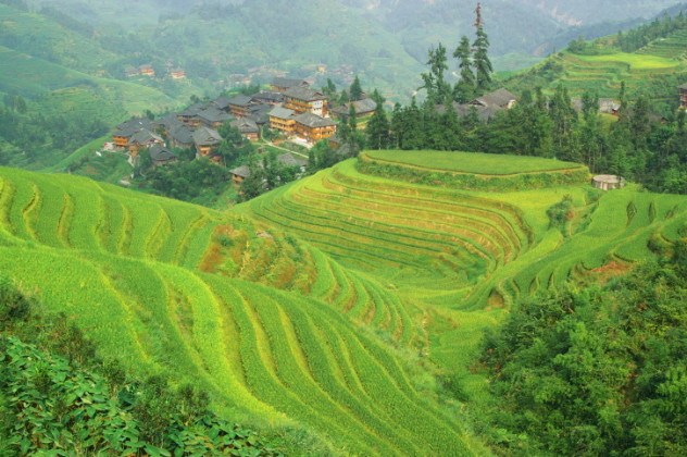 Green rice terrace in Guangxi province