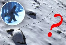 yeti abominable snowman footprints 491653