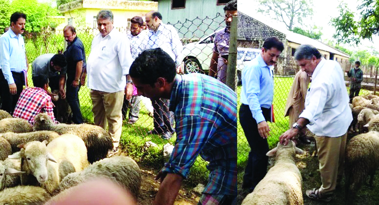 Dr Samoon visits Sheep Breeding Farm - Northlines
