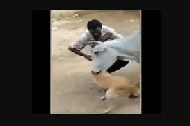 New dogfighting video expose by PETA India reveals appalling cruelty -  Northlines