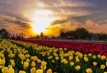 Asia's Largest Tulip Garden opens for public