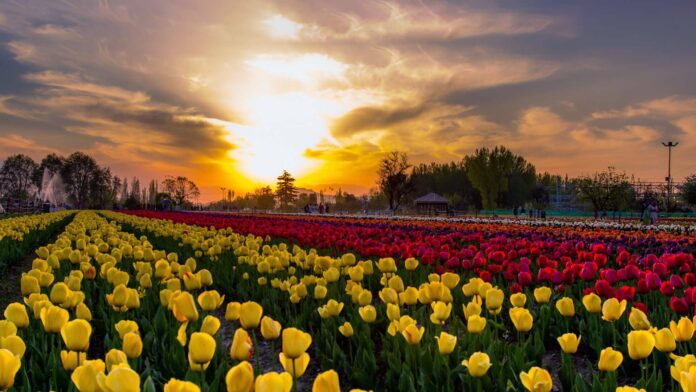 Asia's Largest Tulip Garden opens for public