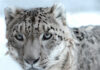 Snow Leopard population in India - Photo Courtesy : Snow Leopard Conservancy India