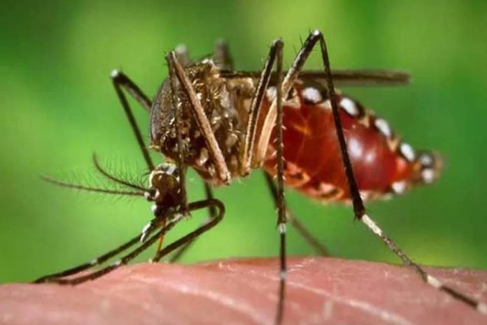 Amid-spurt-in-Dengue-cases-MCD-Delhi-Govt-blame-game-Congress