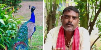 YouTuber In Telangana Booked For Making Video Featuring ‘Peacock Curry’ Recipe