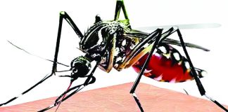Dengue cases likely to decline across J&K