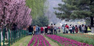 J&K: Tulip Garden thrown open for visitors