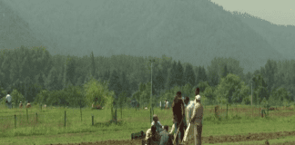 Preparations in full swing for annual opening of Tulip Garden in J&K’s Srinagar