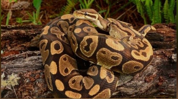Python