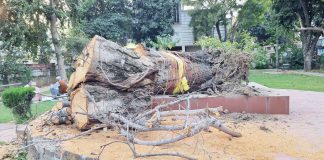 Peepal Trees: Nature’s Lifeline Under Threat in Jammu