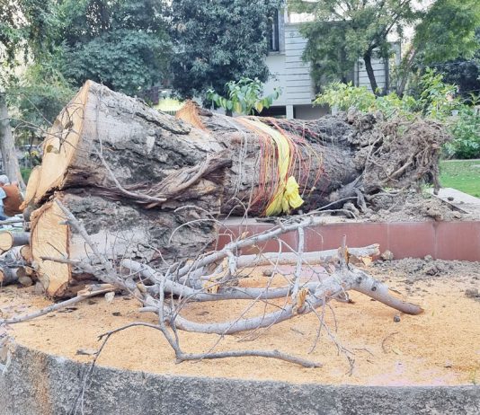 Peepal Trees: Nature’s Lifeline Under Threat in Jammu