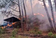 Massive Forest Fire Engulfs Multiple Areas in Rajouri, Firefighting Operations Intensified