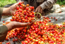 J&K Exports First-Ever Shipment of Premium Cherries, Plums to UAE