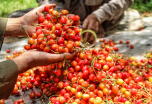 J&K Exports First-Ever Shipment of Premium Cherries, Plums to UAE