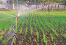 KVKs: Propelling Rural Development through Agriculture